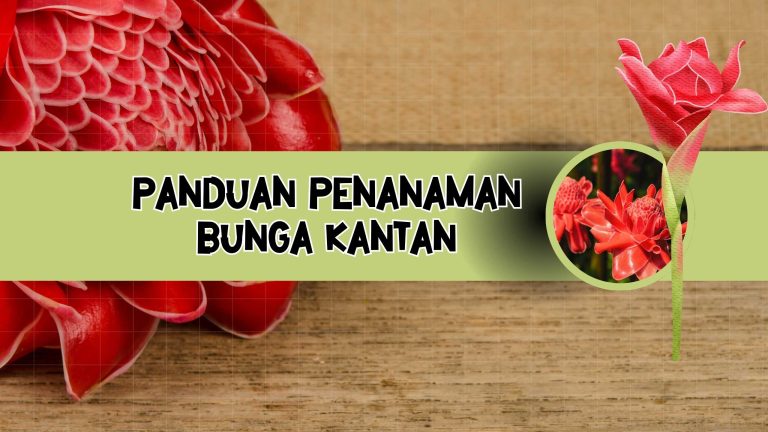 bungakantan (2)
